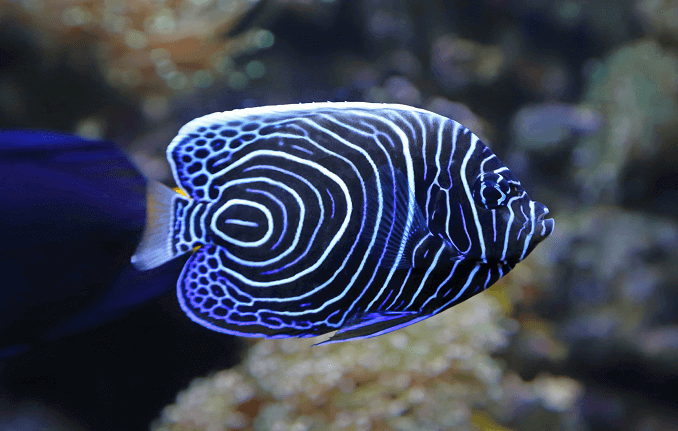 Maloljetnički car Angelfish
