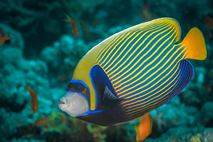 Car Angelfish Three