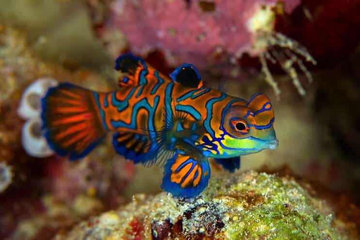 Mandarin Dragonet Izgled