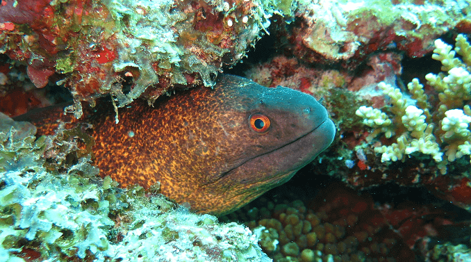 Žuta margina Moray jegulja