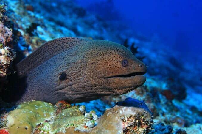 Divovska moray jegulja