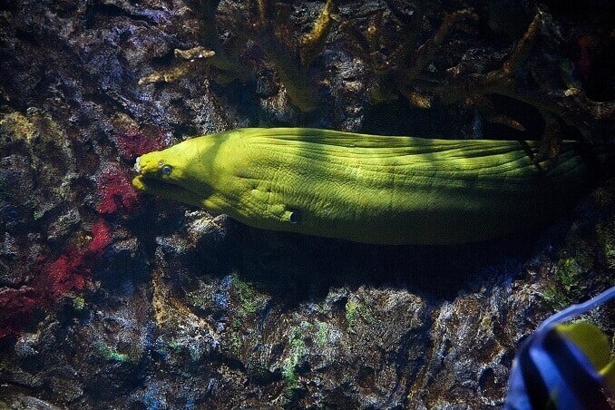 Zelena moray jegulja