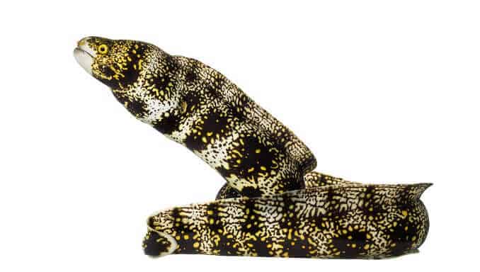 Pahuljica Moray jegulja