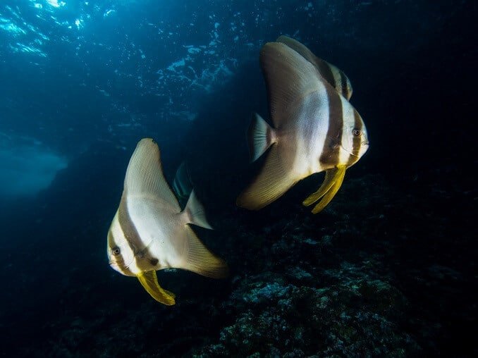 Pinnatus Batfish ili Platax Pinnatus - Vodič za ultimativnu njegu 2020.