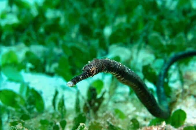 Dvostruko završena Pipefish