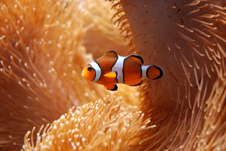 Riba klaun s Anemone